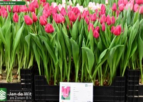 Tulipa Pink Ardour ® (1)